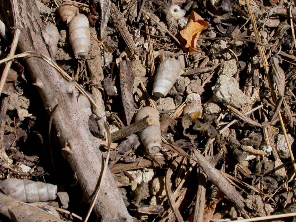 ritrovata Rumina decollata sui Monti Berici